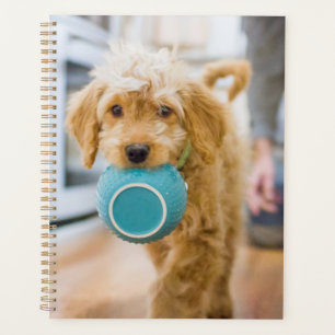Goldendoodle Carry Dinner Bowl Planer