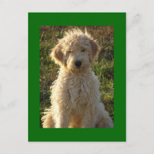 Goldendoodle Chien Chien Chien Blanc Carte postale
