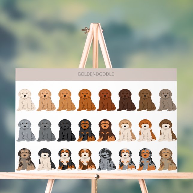 Goldendoodle dog mix (Neutre)