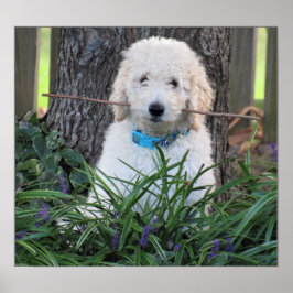 Goldendoodle Dog Poster