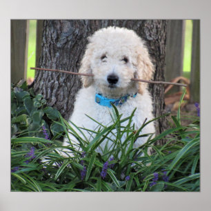 Goldendoodle-Dog-Poster Poster