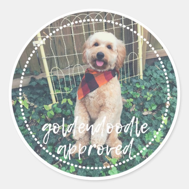 Goldendoodle genehmigte Hundeaufkleber Runder Aufkleber (Vorderseite)
