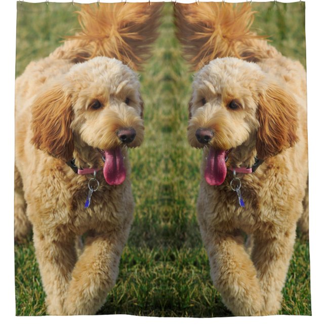 Goldendoodle-Hund-Foto Duschvorhang (Vorderseite)