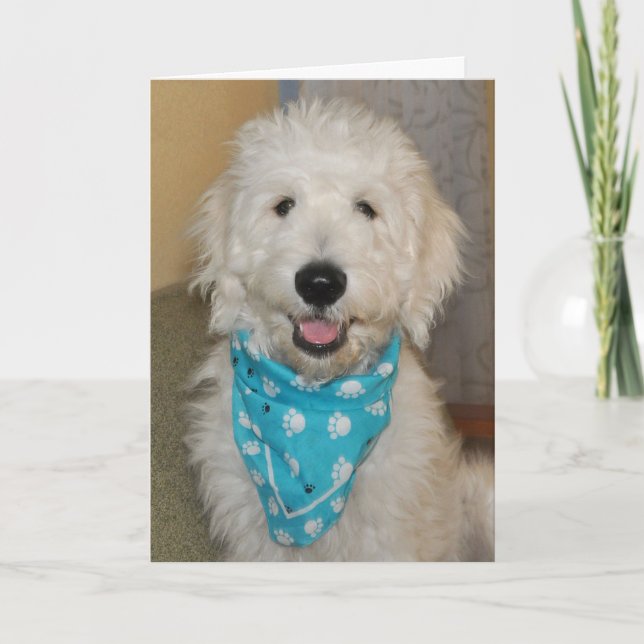 Goldendoodle in blue bandanna card karte (Vorderseite)