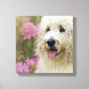 Goldendoodle in Hydrangea Leinwanddruck