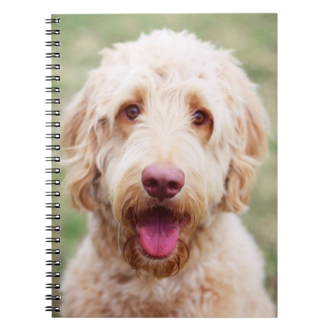 Goldendoodle Lächeln Notizblock (Vorderseite)
