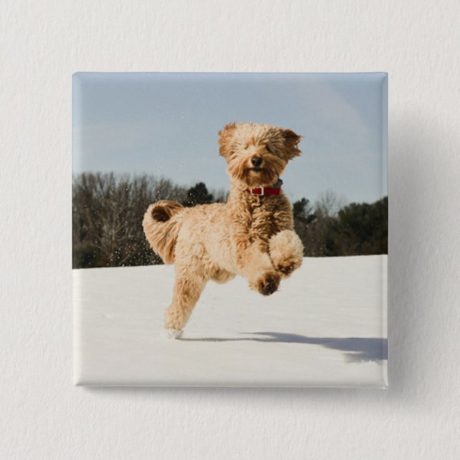 Goldendoodle läuft durch das Feld Button (Vorderseite)