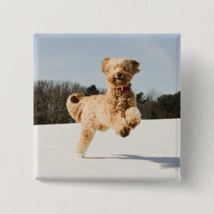 Goldendoodle läuft durch das Feld Button