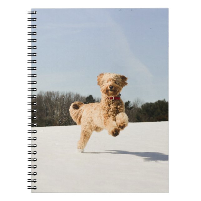 Goldendoodle läuft durch das Feld Notizblock (Vorderseite)