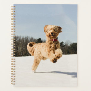 Goldendoodle läuft durch das Feld Planer