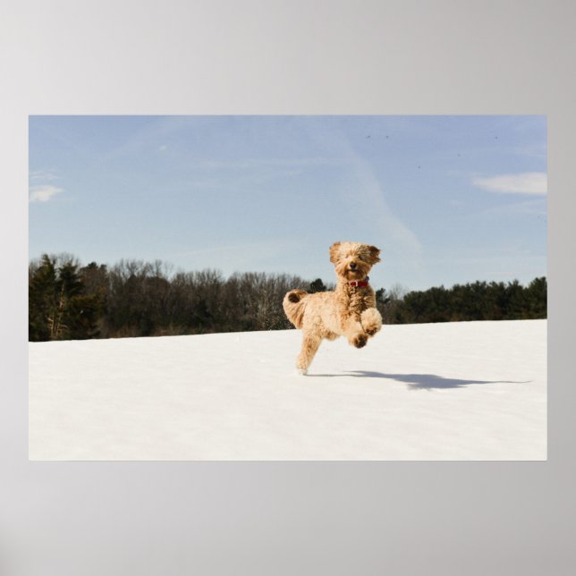 Goldendoodle läuft durch das Feld Poster (Vorne)