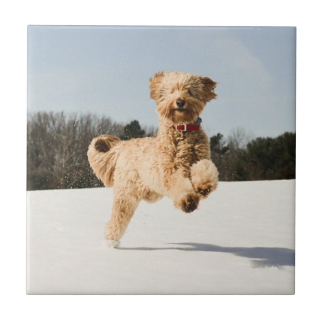 Goldendoodle läuft durch Felder Fliese (Vorderseite)