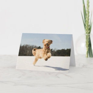 Goldendoodle läuft durch Felder Karte