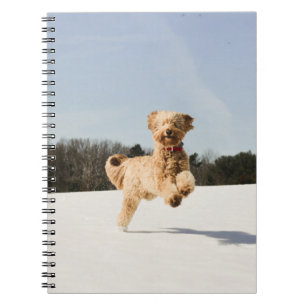 Goldendoodle läuft durch Felder Notizblock