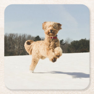 Goldendoodle läuft durch Felder Rechteckiger Pappuntersetzer