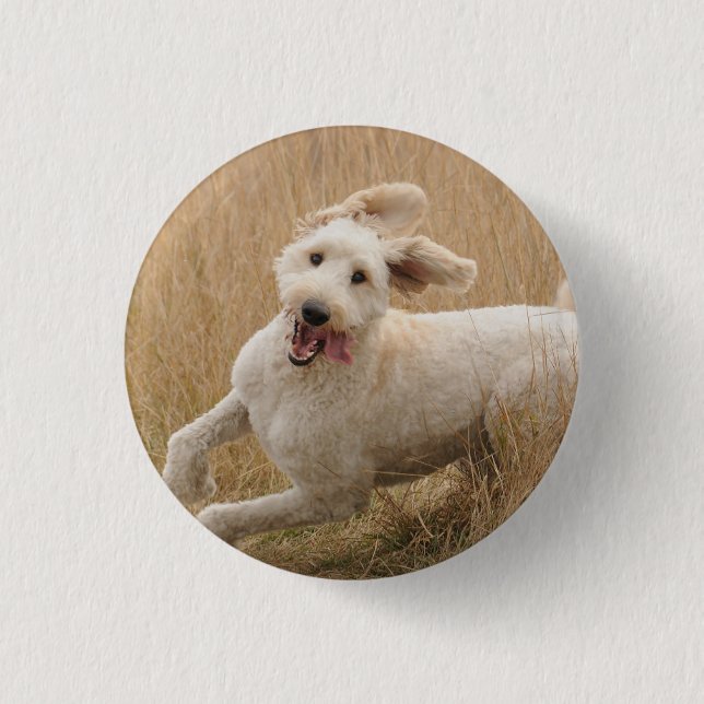 Goldendoodle läuft durch Gras Button (Vorderseite)
