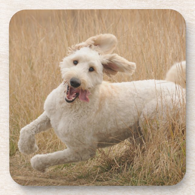 Goldendoodle läuft durch Gras Getränkeuntersetzer (Vorderseite)