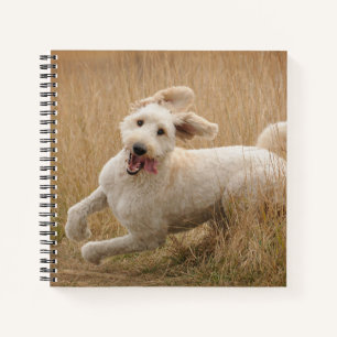 Goldendoodle läuft durch Gras Notizbuch