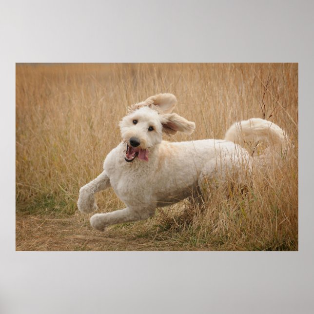 Goldendoodle läuft durch Gras Poster (Vorne)
