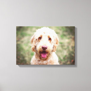 Goldendoodle Leinwanddruck