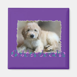 Goldendoodle Liebhaber Geschenke Magnet