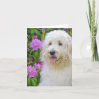 Goldendoodle Merci