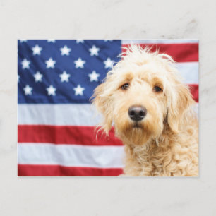 Goldendoodle mit amerikanischer Flagge Postkarte