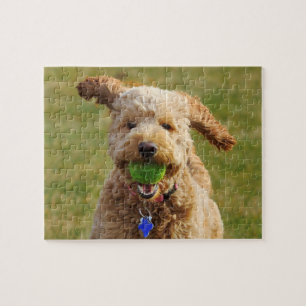 Goldendoodle mit Ball