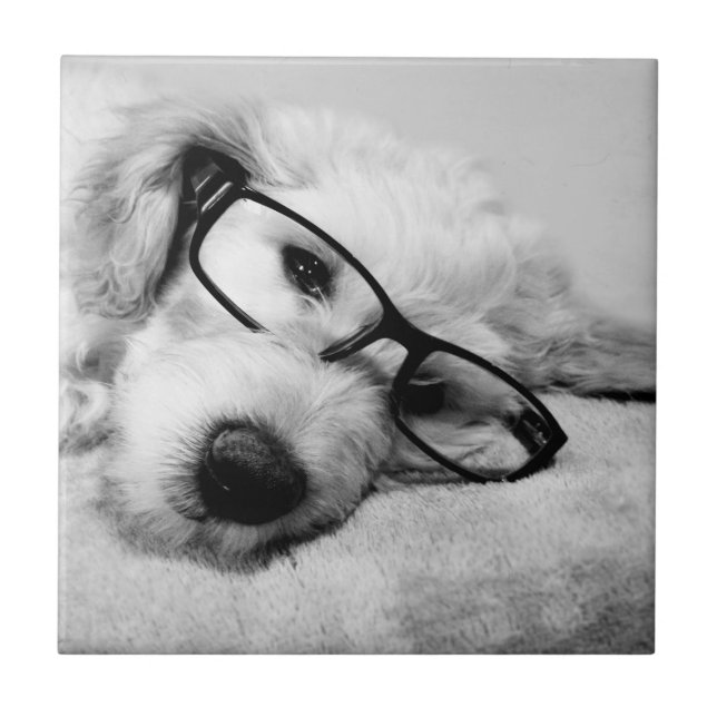 Goldendoodle mit Brille Fliese (Vorderseite)