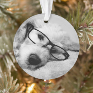 Goldendoodle mit Brille Ornament