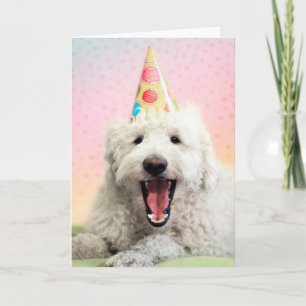 Goldendoodle mit Party-Hut Karte