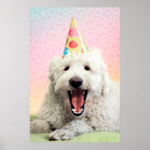 Goldendoodle mit Party-Hut Poster