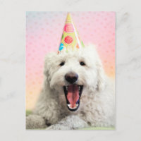 Goldendoodle mit Party-Hut