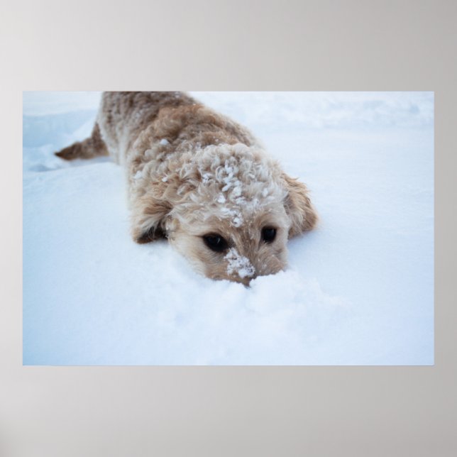 Goldendoodle mit schneesicherer Nase Poster (Vorne)