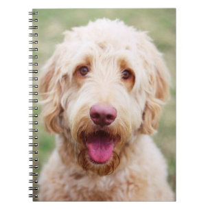 Goldendoodle Notizblock