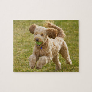 Goldendoodle Playing Fetus