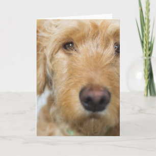 Goldendoodle Puppy Closeup Karte