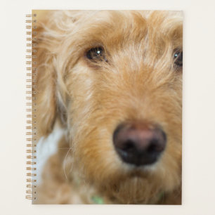 Goldendoodle Puppy Closeup Planer