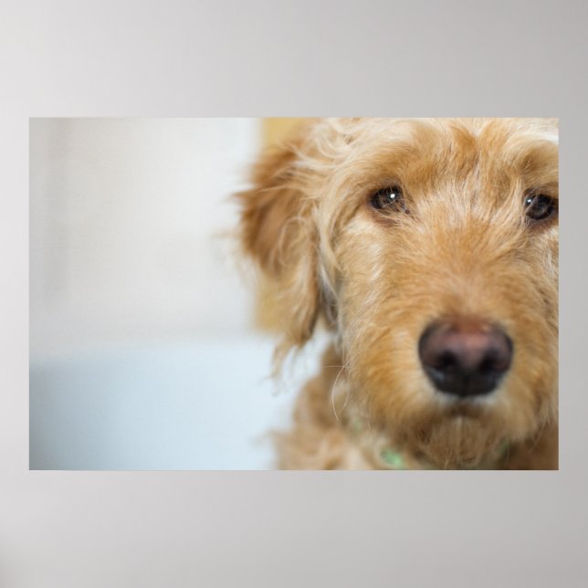 Goldendoodle Puppy Closeup Poster (Vorne)