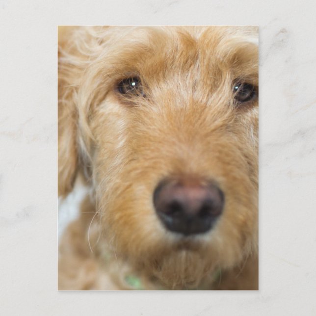 Goldendoodle Puppy Closeup Postkarte (Vorderseite)