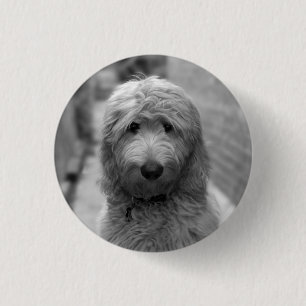 Goldendoodle Puppy In Backyard Button