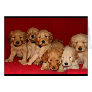 Goldendoodle Puppy-Jedem Anlass-Karte
