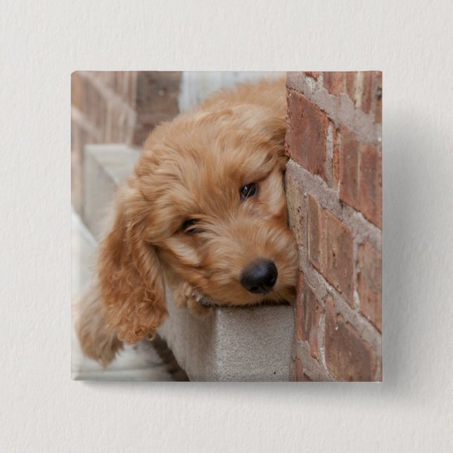 Goldendoodle Puppy Peeking Button (Vorderseite)