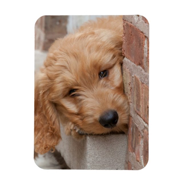 Goldendoodle Puppy Peeking Magnet (Vertikal)