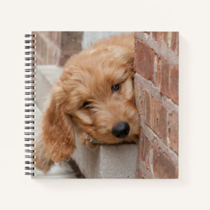 Goldendoodle Puppy Peeking Notizbuch