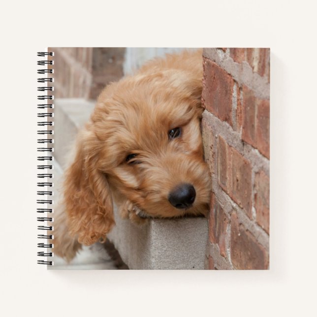 Goldendoodle Puppy Peeking Notizbuch (Vorderseite)