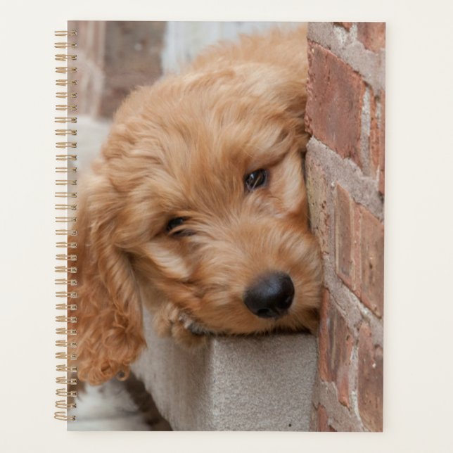 Goldendoodle Puppy Peeking Planer (Vorderseite)