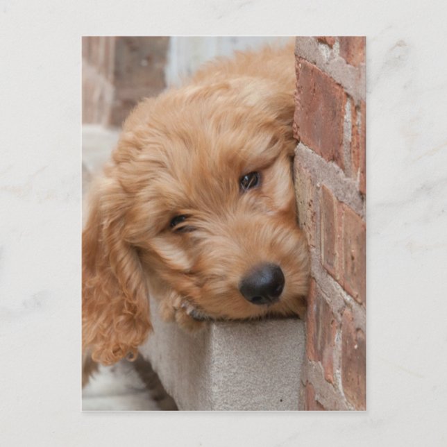 Goldendoodle Puppy Peeking Postkarte (Vorderseite)