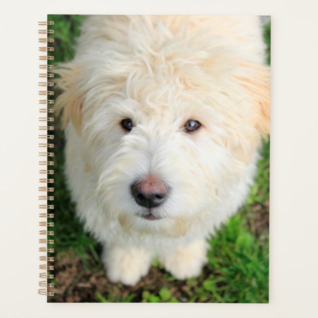 Goldendoodle Puppy regarde l'appareil photo (Devant)