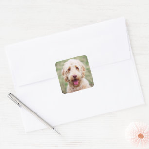 Goldendoodle Quadratischer Aufkleber